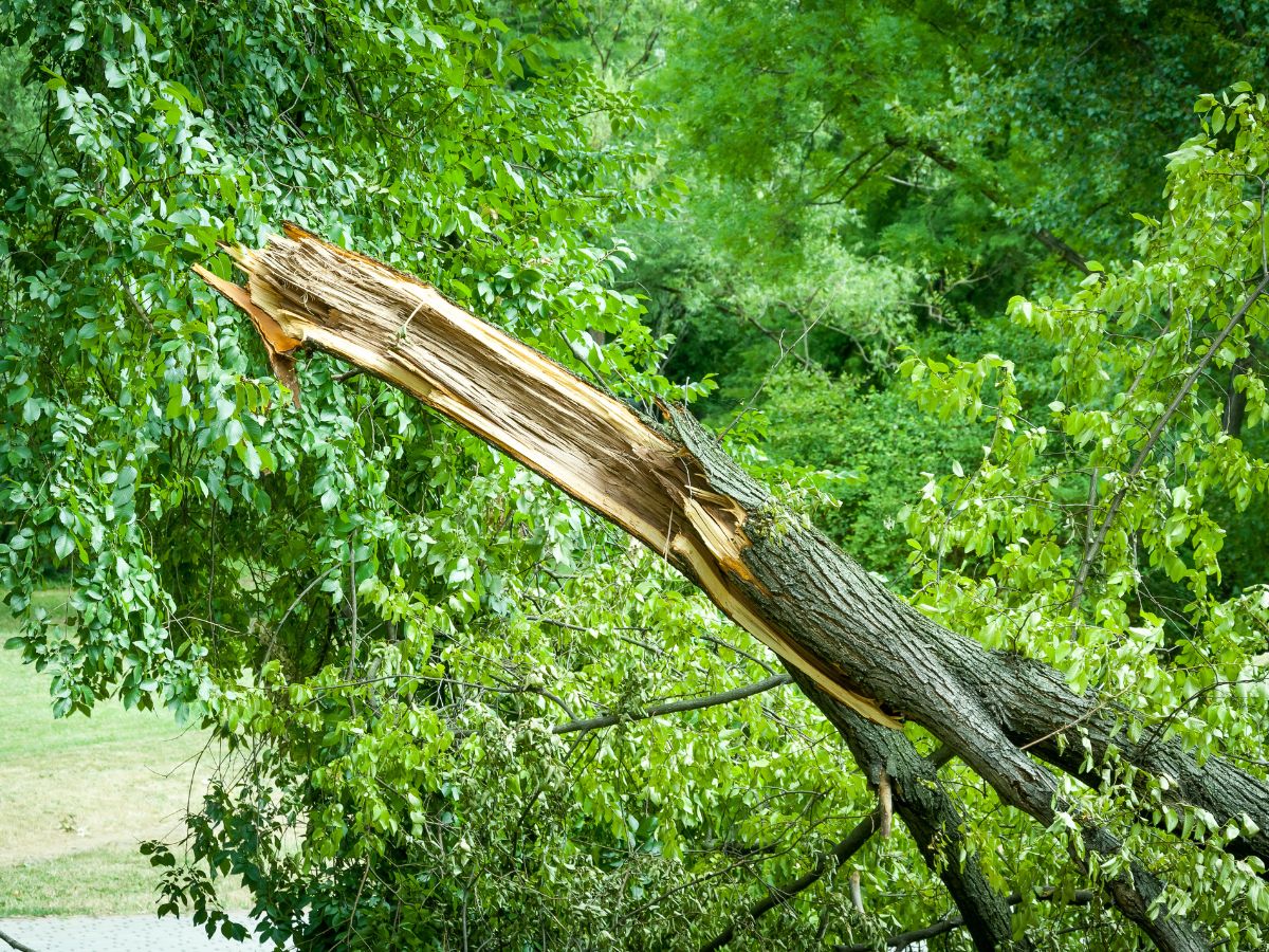 sinistre vent violent vaucluse