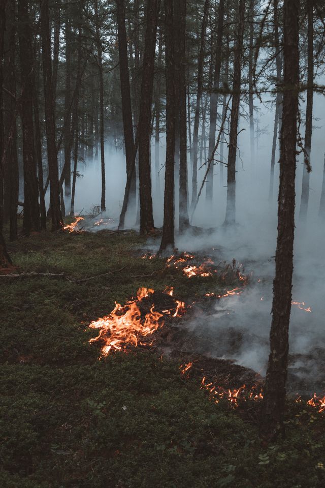 incendie de forêt